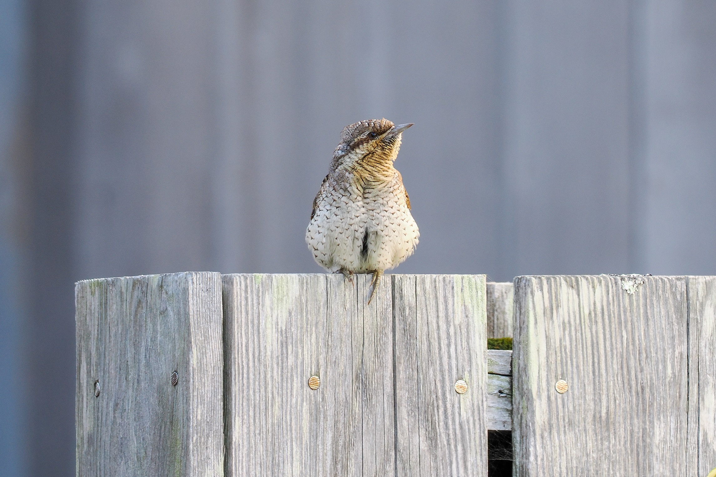 The Big Country Winner Wryneck by Ben Reavey