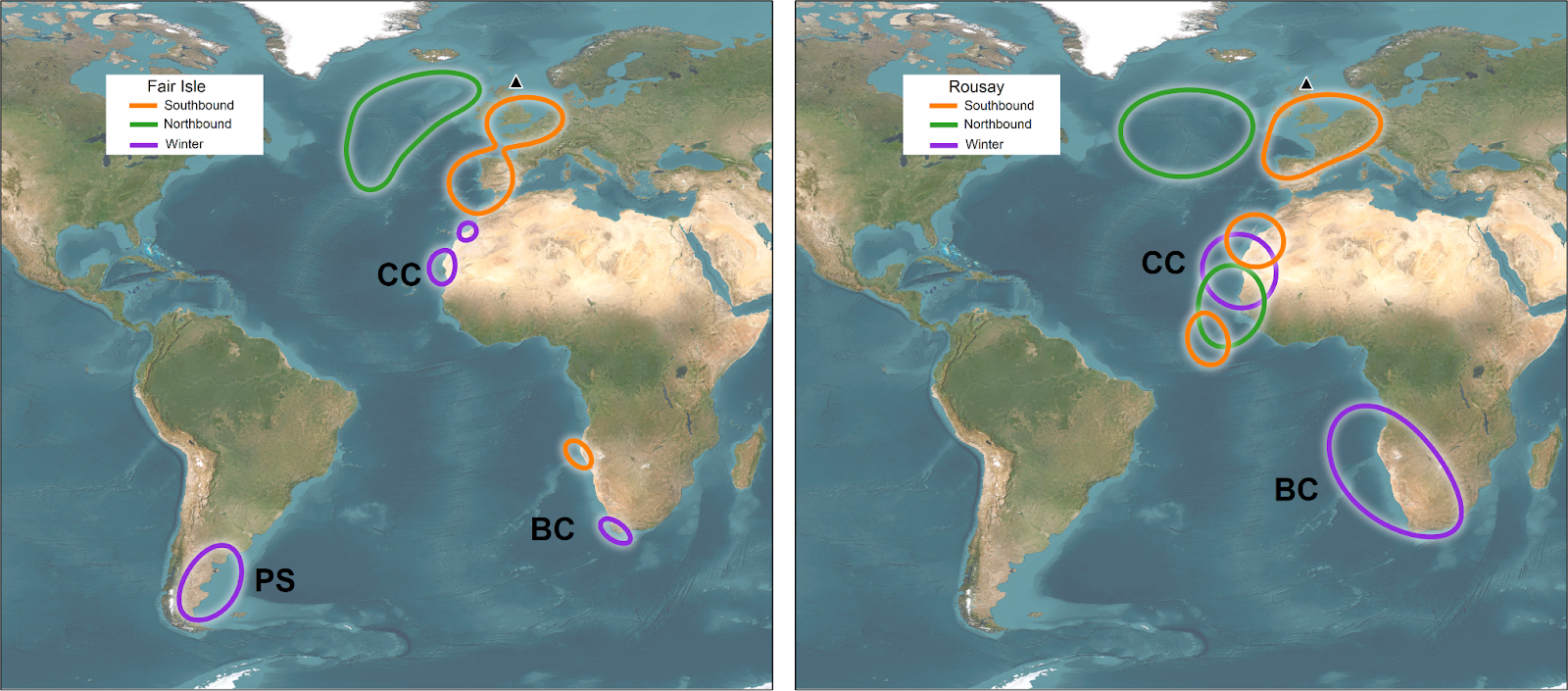 A world map showing the main staging areas of Fair Isle and Rousay Arctic Skuas during southward (autumn) migration and northward (spring) migration, and wintering areas, Staging areas on the southbound migration included areas off the Iberian Peninsula and west Africa. Staging areas on the northbound migration included areas off west Africa and, notably, in the mid-Atlantic.
