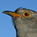 BTO Cuckoo tracking project