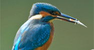 Kingfisher with a fish