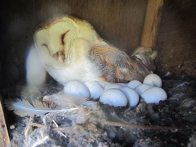 Barn Owl with eleven eggs. Photograph by Colin Shawyer