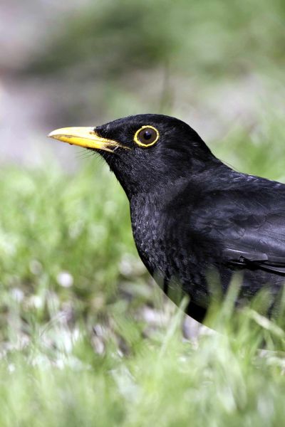 Blackbird by John Harding