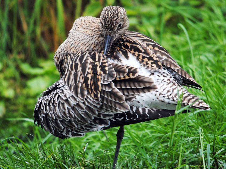 Curlew by Amy Lewis