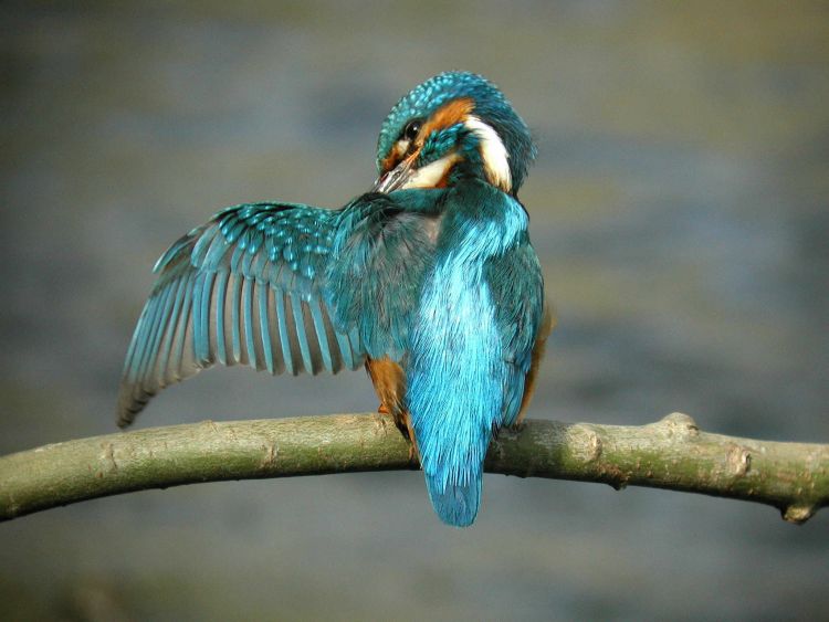 Kingfisher by John Harding