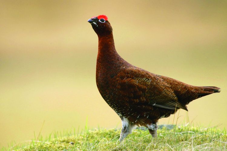 Red Grouse by Edmund Fellowes