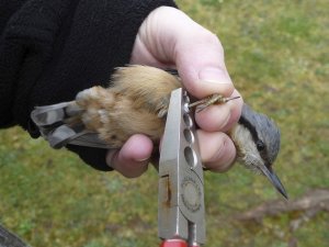 Nuthatch being ringed. Photograph by Dawn Balmer.