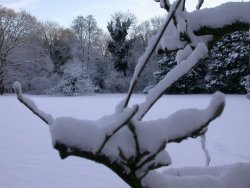 Snow laden branches.  Photographed by Dawn Balmer.