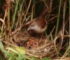 Whitethroat with chicks.  Photographed by Derek Belsey.