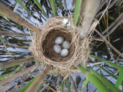 Reed Warbler nest in sparse reed. Photographed by Dave Leech.