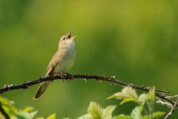 Grasshopper Warbler singing.  Photographed by Amy Lewis