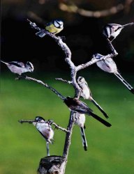 Tit flock on dead branch. Photographed by Dick Jeeves.