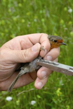 Robin being ringed.  Photographed by Jeff Baker
