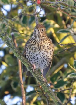 Song Thrush. Photographed by Peter Howlett