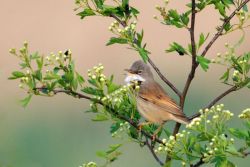 Whitethroat in hawthorn.  Photographed by Amy Lewis