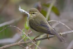 Willow Warbler with feather.  Photographed by Chris Knights