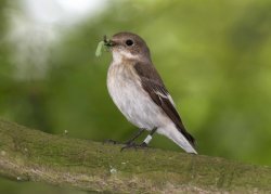 Pied Flycatcher female with caterpillar.  Photographed by John Harding.
