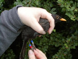 Why colour mark birds? | BTO - British Trust for Ornithology