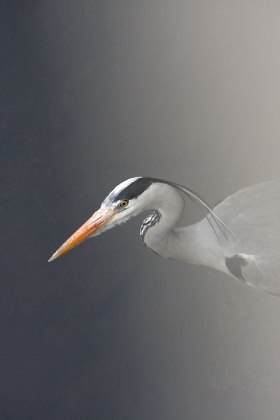 Grey Heron by Adrian Dancy