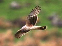 Hen Harrier. Photograph by Tommy Holden