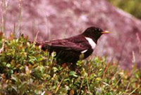 Ring Ouzel. Photograph by George H Higginbotham