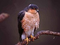 Sparrowhawk. Photograph by Tommy Holden