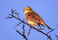 Yellowhammer. Photograph by Tommy Holden