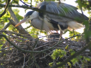 Grey Heron. Photograph by Simon Gillings