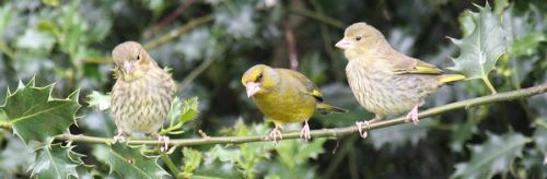 Green Finch with young by Mara Welsh