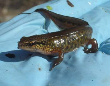 Male Smooth Newt by Mike Toms