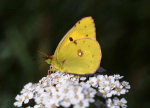 Clouded Yellow by Tommy Holden