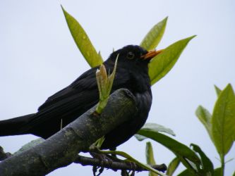Blackbird by David Vernon