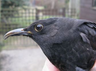 Blackbird by Ian Andrews