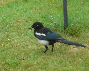 Magpie by Brian Sealy