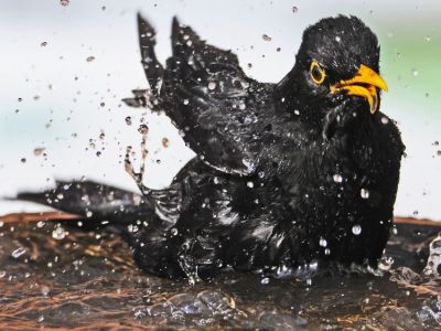 Blackbird by Trevor Gunby
