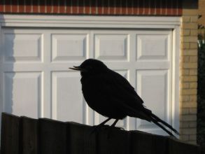 Blackbird by David Kennett
