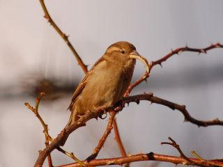 House Sparrow by Susan Loose
