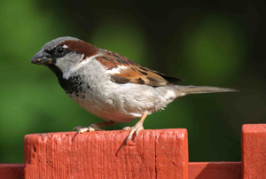 House Sparrow by John Harding