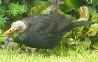 Blackbird (Sarah Britton, County Durham)