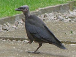 Carrion Crow (Monica Lambert, Lincolnshire)