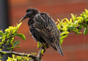Starling (Don Berry, Manchester)