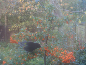 Pyracantha and Blackbird