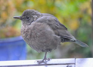 Blackbird (Roger Morris)