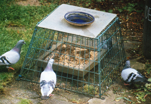 Feral Pigeons and House Sparrows (Mr Quin)