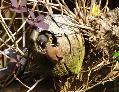 Wren nest (Howard Grant)