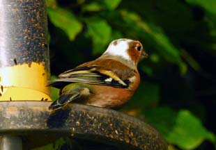 Chaffinch (Terry Aspittle)