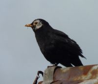 Blackbird (Finlay Dowell)