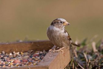 House Sparrow (John Harding)