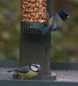 Blue Tit (Andrew Cook)