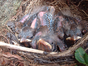 Blackbird chicks by Susan Waghorn