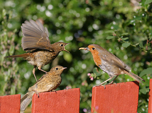 Robin feeding chicks by John Harding